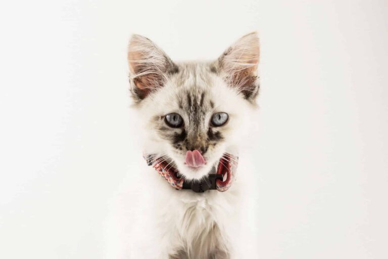 Merlin