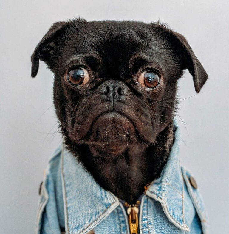 Figaro